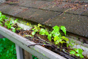 dirty gutters that need a clean